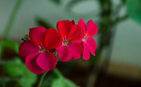 灰色背景下花序中的红色天竺葵花图片