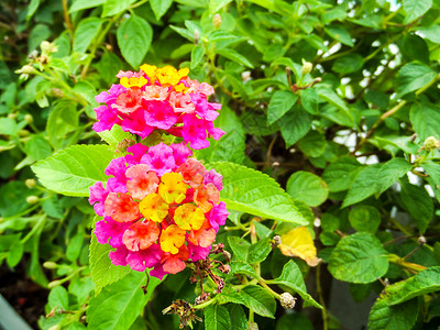 花朵在花园中盛放的花朵棕黄色图片