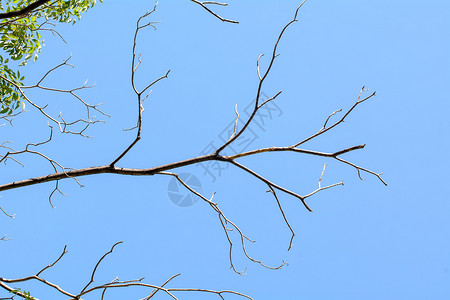 天空背景中的树枝图片