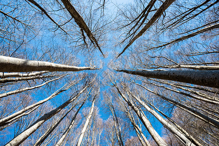 蓝色天空背景的高山蜂尖树的图片
