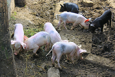 农场里的粉色和黑色有趣的小猪图片