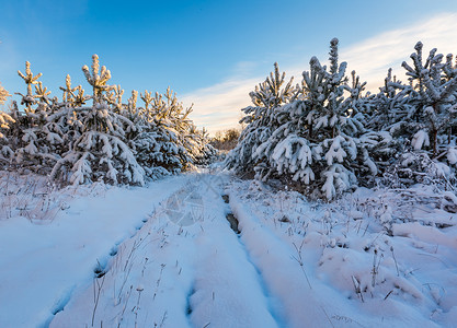 清晨的冬天风景很美蓝天下的自然雪覆盖图片