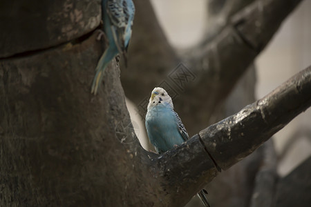 树上的蓝色和白色鹦鹉鸟图片