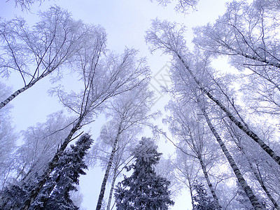 寒冷的日子里的冬季森林景观背景图片