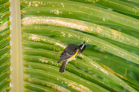 位于库拉索的一片树叶上的香蕉鸟Coerebaflave图片