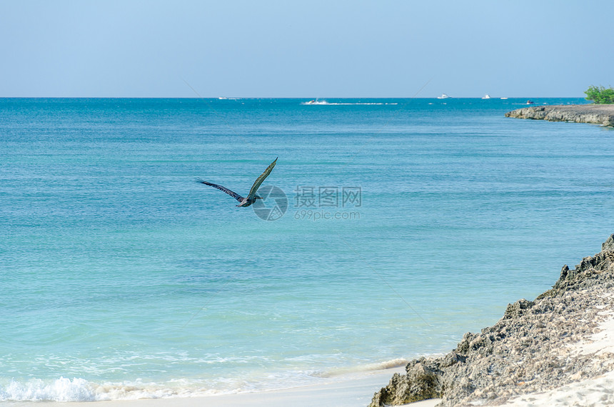 鹈鹕飞越加勒比海阿鲁巴岛的海滩图片