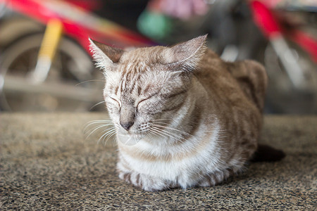 猫在大理石桌上休息图片