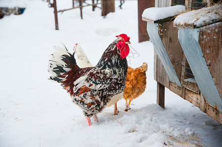雪冬日美丽明艳的公鸡和图片
