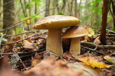 秋天森林里的蘑菇特写图片