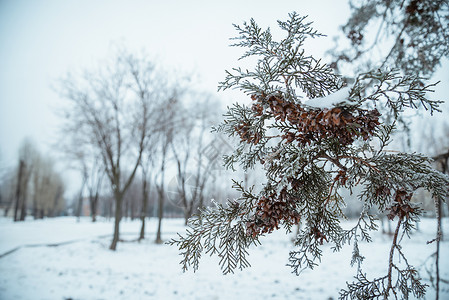 白雪中的Fir枝在图片