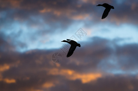 剪影鸭子在日落天空中飞翔图片