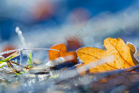 落叶宏接近多彩的秋叶冬季寒冷日拍图片