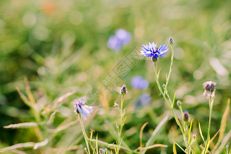 矢车菊生长在草地上的野花图片