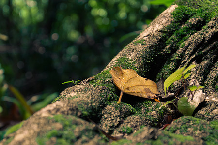 泰国森林里的树叶图片