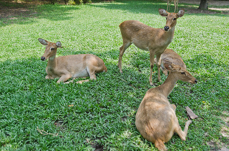 泰国动物园里的羚羊图片