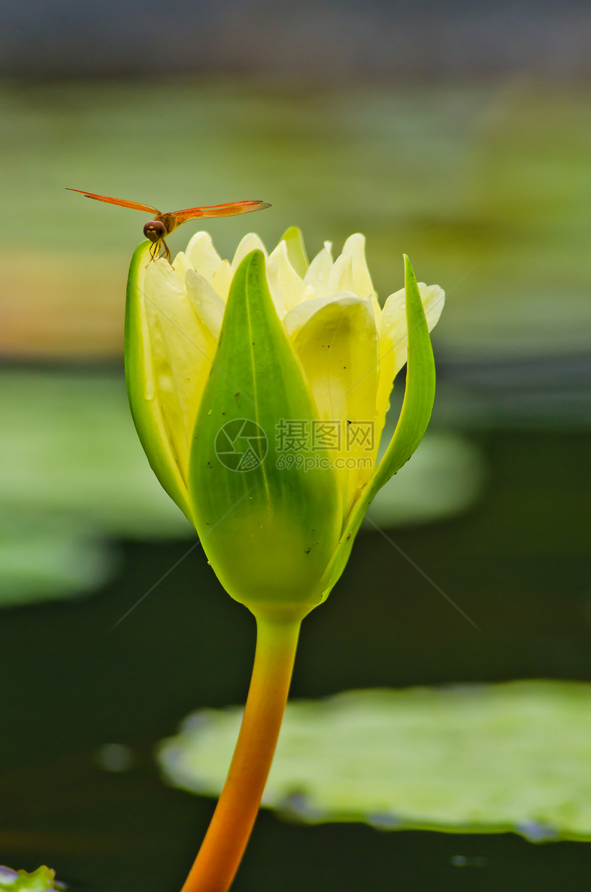 莲花和莲花植物图片