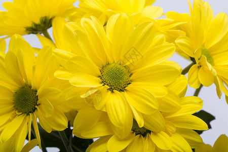 黄色菊花的特写图片