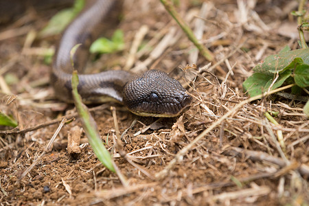 马达加斯大蛇图片
