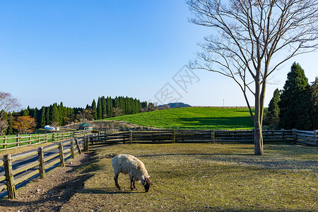 日本高千穗农场养羊图片