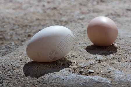 把鸡蛋和鸡蛋放在沙子里鸡图片