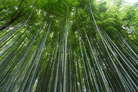 日本绿竹林图片