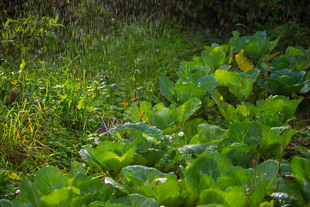 灌溉系统绿色卷心菜灌图片