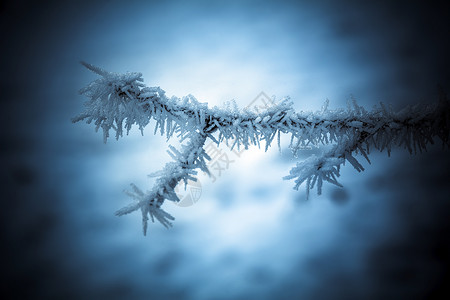 奥地利农村寒冷冬季树上冰水晶图片
