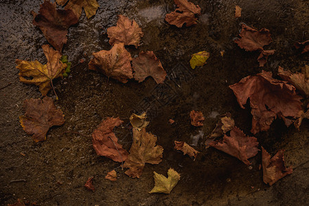 落在地上的秋叶特写图片
