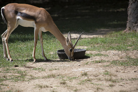 瞪羚吃东西的特写镜头图片