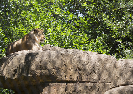母狮在岩石上休息图片