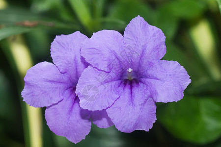 紫花正在开花露图片