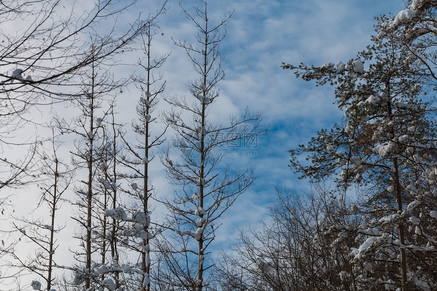 下雪的冬天树枝背景特写图片