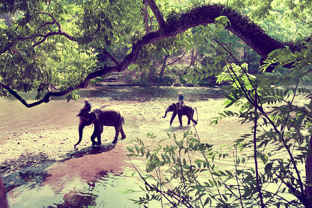 乘大象在泰国清迈的森林里游荡图片