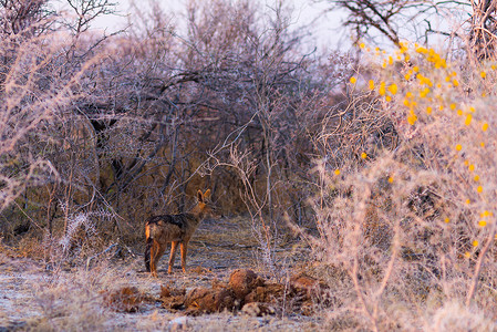 日出时站在灌木丛中的斑鬣狗图片