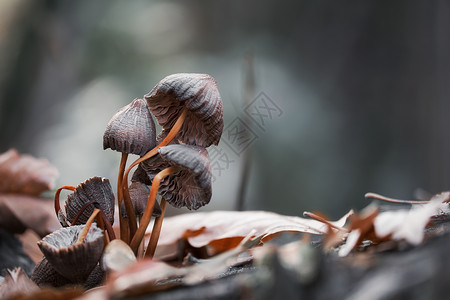 蘑菇的微距照片图片