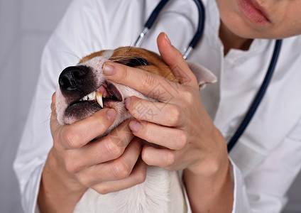 兽医检查狗的牙齿动物和宠物兽医护理概图片