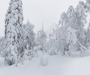 冬季风景布满大雪地暴雪过后霜图片