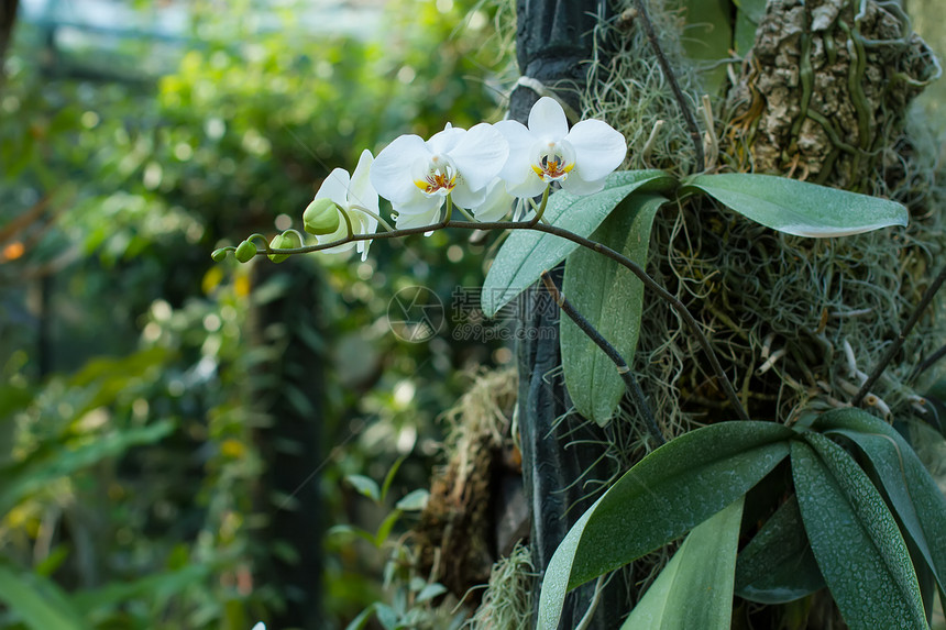 白兰花在茂密的植被中精致的白图片