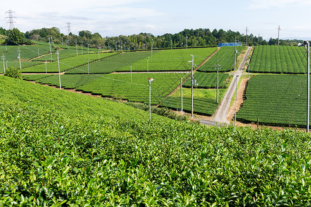 日本的绿茶农场图片
