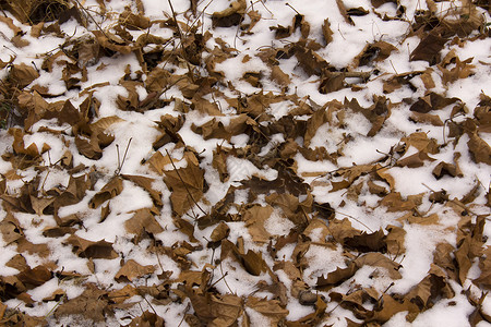 林地环境中的雪和树叶图片