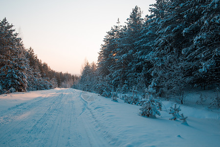 日落时松树中间的冬季道路雪覆盖了图片