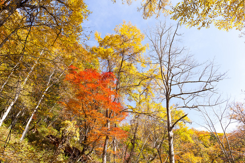 秋天的树木和树叶在森林里图片