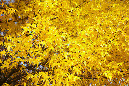 树枝上的金色秋叶图片
