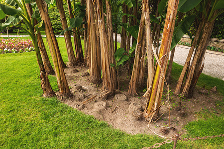 绿草和植物树皮干枯的棕榈树一小片丛林图片