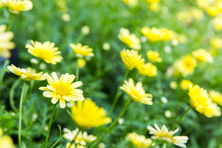 在夏花园种植的美丽黄色花朵图片