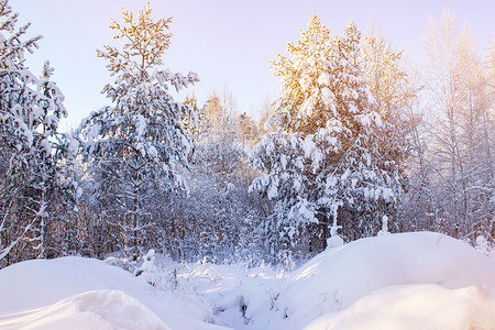 雪在树林里飘来去冬季景观图片