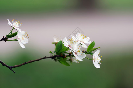 春花背景绿叶和白花的图片