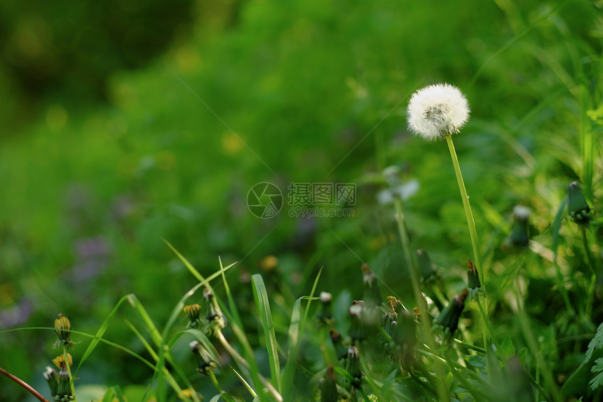 春天草地上的蒲公英图片