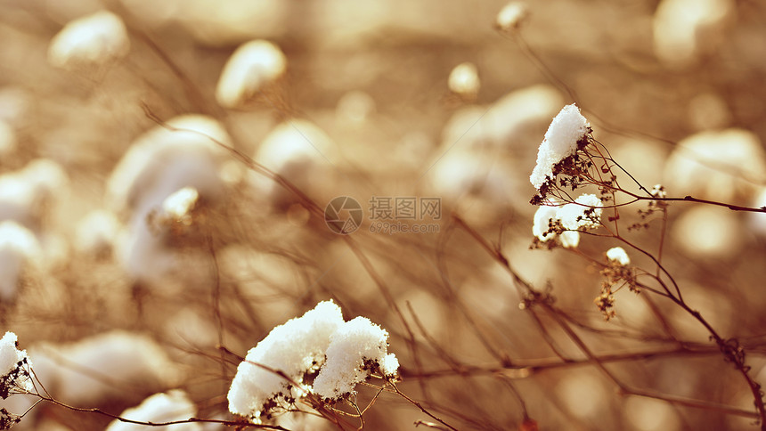 冬天的风景树枝上的冰霜美丽的冬季图片