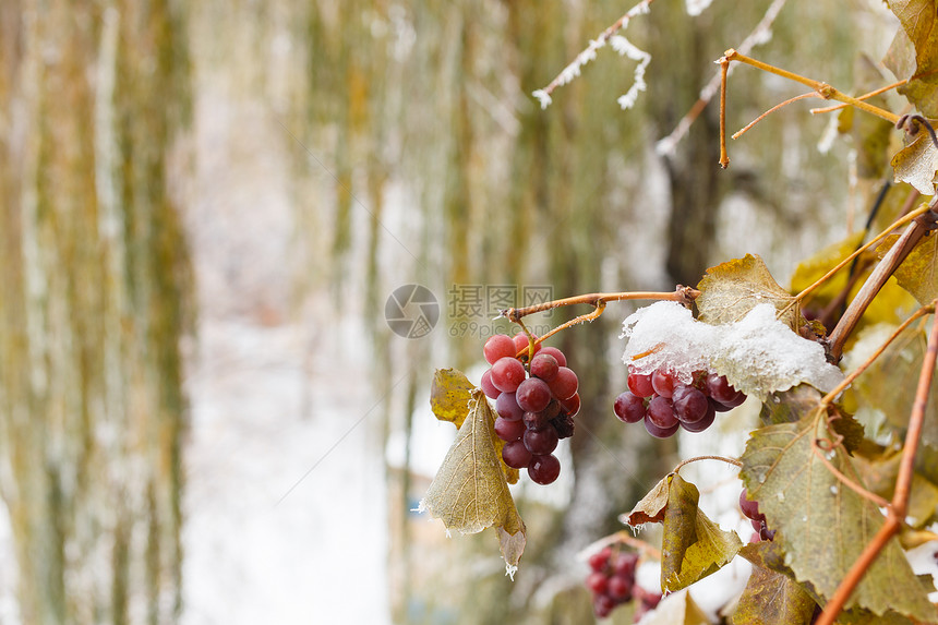 葡萄与霜自然之美图片
